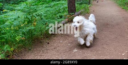 Carino cane, coton de Tulear, si raffredda in un flusso chiaro - immagine Foto Stock