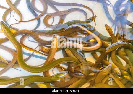 Molte anguille e riuniti in acquario mercato Bangrak su Koh Samui Surat Thani Thailandia. Foto Stock