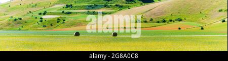 Fioritura di campi coltivati, famosa pianura fiorita colorata dell'Appennino, altopiani del Castelluccio di Norcia, Italia. Agricoltura di colture di lenticchie, r Foto Stock