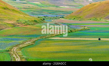 Fioritura di campi coltivati, famosa pianura fiorita colorata dell'Appennino, altopiani del Castelluccio di Norcia, Italia. Agricoltura di colture di lenticchie, r Foto Stock