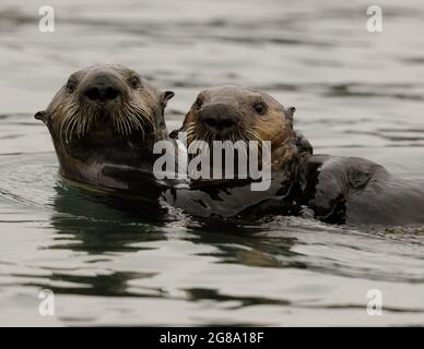 Due lontre del Mare del Sud a Elkhorn Slough. Monterey Bay, California, Stati Uniti. Foto Stock