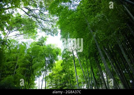 Bella foresta di bambù al parco tradizionale giorno ampio scatto basso angolo Foto Stock
