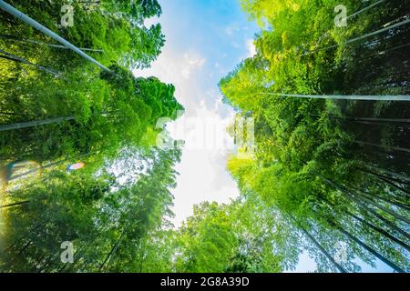 Bella foresta di bambù al parco tradizionale giorno ampio scatto basso angolo Foto Stock