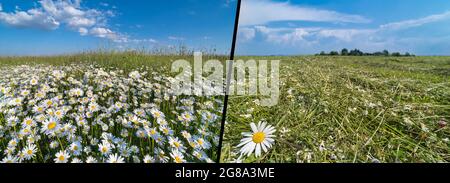 Fresco e falciato di buoi margherita e verde erba in mezzo sfondo natura. Fiori bianchi o fieno essiccante su prato di fattoria primavera in panoramico paesaggio diviso. Foto Stock
