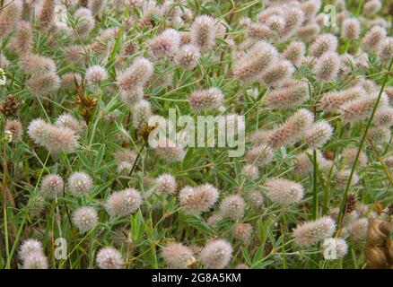Morbidi fiori bianchi rosati del trifoglio del piede di Lepre, conosciuto anche come trifoglio di coniglio, trifoglio di pietra e trifoglio di Oldfield Foto Stock