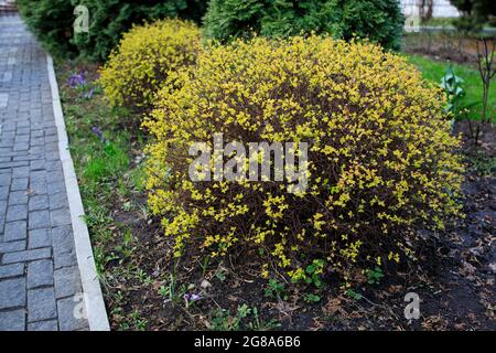 Cespugli di spirea tagliati con foglie gialle sullo sfondo del thuja, design paesaggistico, primavera iniziale nel parco Foto Stock