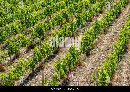 Vigna vigna concetto. Vitigni in filari piante fresche con foglie verdi sopra la vista della campagna rurale. In attesa della vendemmia e del nuovo vino. Foto Stock