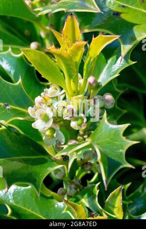 Holly (ilex aquifolium), primo piano dei fiori femminili che crescono tra la fresca crescita primaverile. Foto Stock