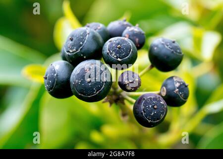 Ivy (hedera Helix), primo piano del frutto nero simile a bacca che matura sulla pianta durante l'inverno. Foto Stock