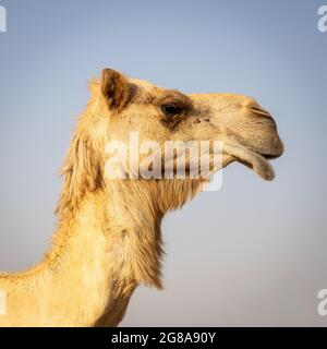 Testa di cammello dromedario (Camelus dromedarius) nel profilo, primo piano 1:1 foto quadrata, cielo blu sullo sfondo. Foto Stock