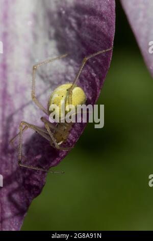 Green Orb Weaver Spider su Clematis rosa Foto Stock