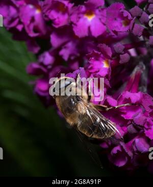 Drone vola su Purple Buddlija Foto Stock