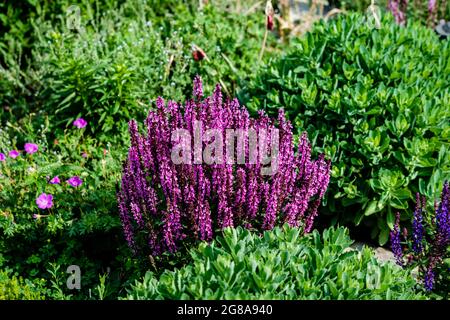 Fiori da giardino diversi in primavera Foto Stock