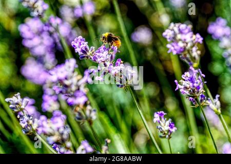 lavanda in fiore con un bumblebee Foto Stock
