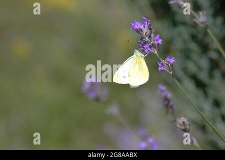 farfalla di cavolo bianco su un fiore di lavanda in fiore Foto Stock