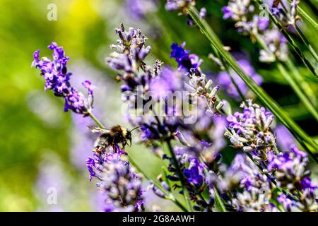 lavanda in fiore con un bumblebee Foto Stock