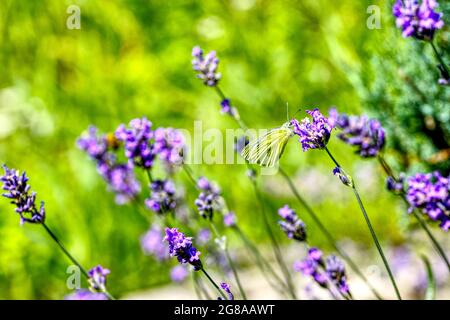 lavanda fiorente con una farfalla bianca di cavolo Foto Stock