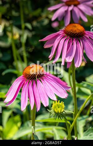 bellissimi fiori di colore viola o purea di echinacea nella vista verticale a fuoco selettivo Foto Stock