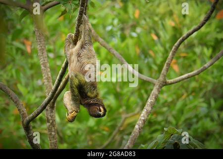 Bruno-bruno-bradipus variegatus specie di bradipus di tre-toed sloth trovato nel regno neotropico dell'America Centrale e del Sud, mammifero trovato in Th Foto Stock