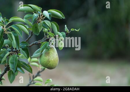 Particolare di pera che cresce sulla pera all'aperto in estate Pyrus communis Foto Stock