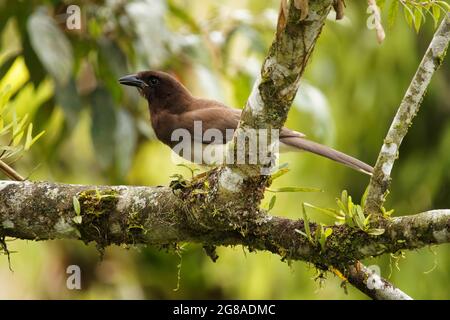 Brown Jay - Cyanocorax Psilorhynus morio il grande uccello americano, grande fattura e coda lunga, si verifica dal Messico in America Centrale sul versante del Golfo. Bro Foto Stock