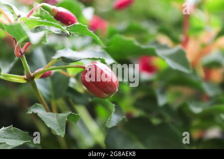 Una pianta di fucsia piena di semi di maturazione Foto Stock
