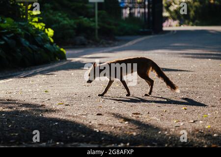 Cucciolo di volpe Foto Stock