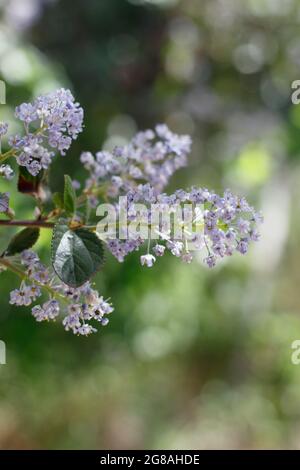 Florescenze di raceme viola fiorenti di Hairy Buckbrush, Ceanothus Oliganthus, Rhamnaceae, nativo delle montagne di Santa Monica, Springtime. Foto Stock