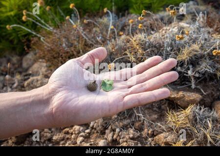 Acorn di Quercus coccifera, il primo piano di querce kermes a disposizione in erba secca selvatica rurale. Estate calda e soleggiata Grecia ricreazione, costa mediterranea Foto Stock