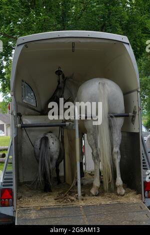 Corsa a cavallo e pony in piedi fianco a fianco in un rimorchio a cavallo. È aperto e parcheggiato. Entrambi i cavalli sono bianchi. La foto viene scattata nella vista posteriore. Foto Stock