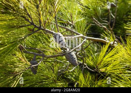 Coni conifere in vibrante pineta verde rami di sfondo. Primo piano botanico sempreverde naturale. Estate soleggiato Grecia Foto Stock