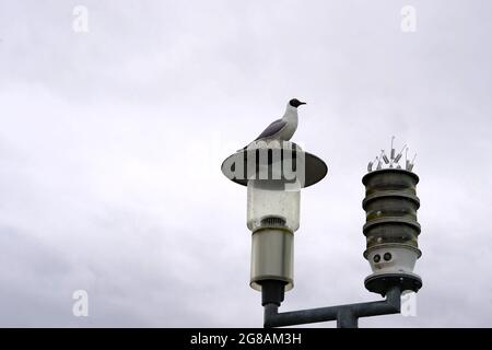 Seagull seduto su una lanterna di illuminazione pubblica. Sullo sfondo c'è un cielo sovrastato. È disponibile uno spazio per la copia. Foto Stock