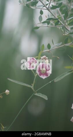 Un primo piano di fiori di hollyhock rosa e bianco isolato su sfondo sfocato Foto Stock