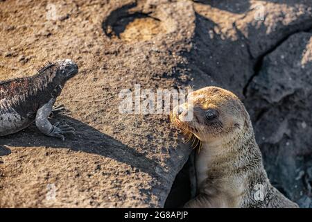 Galapagos animali. Galapagos Leone di mare guardando iguana marina Foto Stock