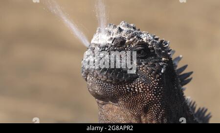 Galapagos Marine Iguana starnuti escrete il sale dal naso - animali divertenti Foto Stock