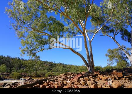 Vista sul fiume Murchison nel Parco Nazionale di Kalbarri nella regione Mid West dell'Australia Occidentale Foto Stock
