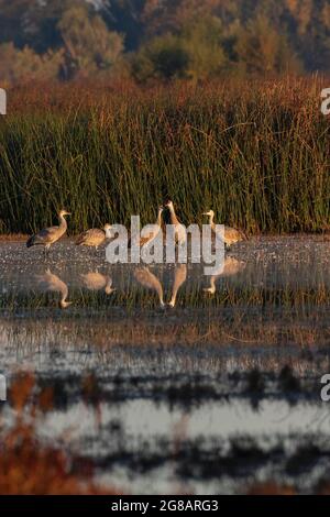 Un gregge di gru minori e adulte, Antigone canadensis, in posa in un'area di rosticatura del Merced National Wildlife Refuge della California. Foto Stock