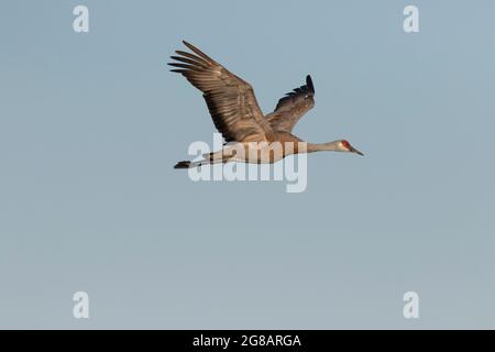 Un adulto minore Sandhill Crane, Antigone canadensis, in volo sulle praterie zona ecologica nella California San Joaquin Valley. Foto Stock