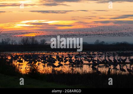 Sunrise, Lesser Sandhill Cranes e oche in un'area di svernamento in una palude ripariana sul Merced National Wildlife Refuge della California. Foto Stock