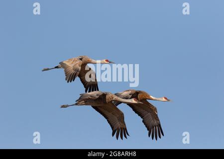 Un trio di gru di sabbia Lesser, Antigone canadensis, in volo sull'habitat invernale nella valle californiana di San Joaquin. Foto Stock