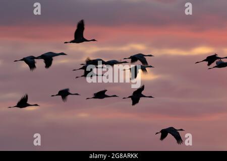 Un gregge di gru minori di Sandhill, Antigone canadensis, in movimento contro un tramonto colorato nella Valle di San Joaquin della California. Foto Stock