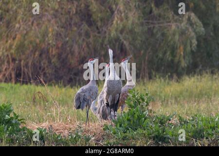 Un quartetto di gru di Sandhill per adulti, Antigone canadensis, pratica l'unisono che chiama in habitat montano sul Merced National Wildlife Refuge, CA. Foto Stock