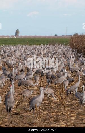 Lesser Sandhill Cranes, Antigone canadensis, riempiono un campo di mais nell'area invernale del Merced National Wildlife Refuge della California. Foto Stock