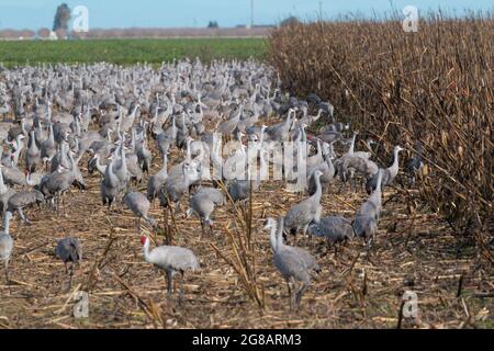 Lesser Sandhill Cranes, Antigone canadensis, utilizza un campo di mais nella loro zona di svernamento nel Merced National Wildlife Refuge della California. Foto Stock