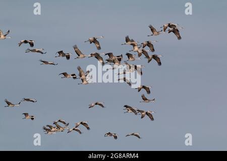 Lesser Sandhill Cranes, Antigone canadensis, che sorvola l'area invernale nella San Joaquin Valley della California. Foto Stock