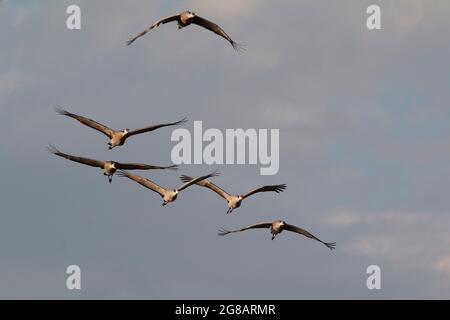 Un gregge di gru minori di Sandhill, Antigone canadensis, vola su uno sfondo nuvoloso nella Valle di San Joaquin della California. Foto Stock