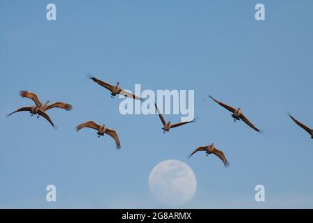 Lesser Sandhill Cranes, Antigone canadensis, vola su una luna piena che si erge sulla San Joaquin Valley della California al Merced NWR. Foto Stock