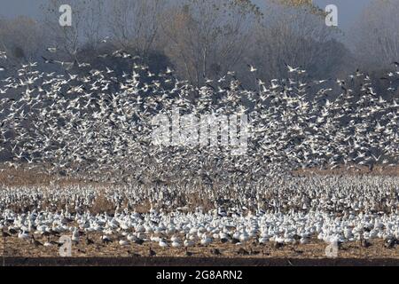 Un enorme gregge di oche di Ross, Chen rossii, decollare su un campo di mais pieno di oca nel San Joaquin River National Wildlife Refuge della California. Foto Stock