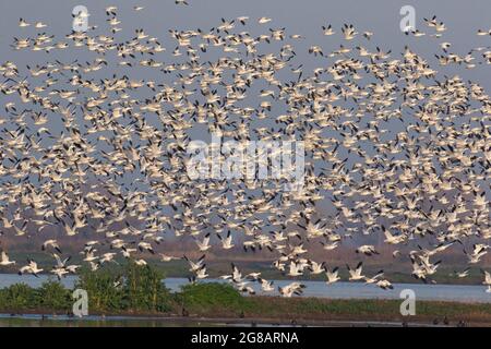 Un grande gregge di oche nevi, Chen caerulescens, e Ross' Geese, Chen rossii, decollare da una zona umida gestita sul Merced National Wildlife Refuge. Foto Stock