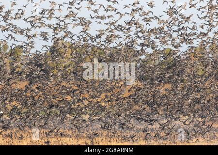 Un massiccio gregge di Pintail settentrionale, Anas acuta, eruttò da un'area di alimentazione critica durante la migrazione attraverso San Luis NWR in California. Foto Stock